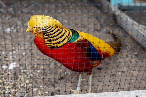 The brightly colored bird standing behind metal grid