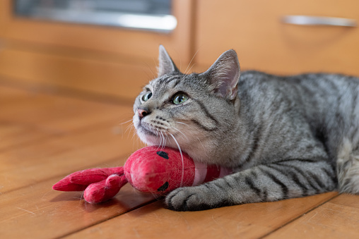 cat holding a stuffed animal