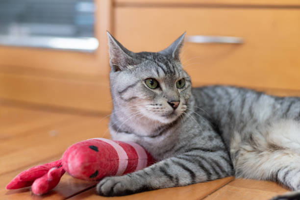 istock cat holding a stuffed animal 1576012121