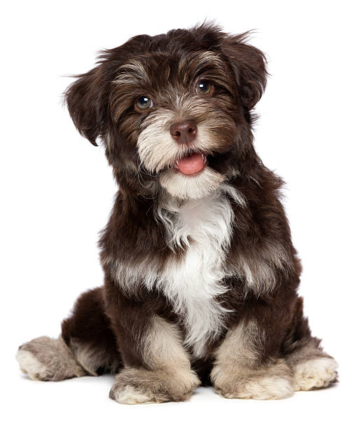 istock Beautiful smiling chocholate havanese puppy dog 157601448
