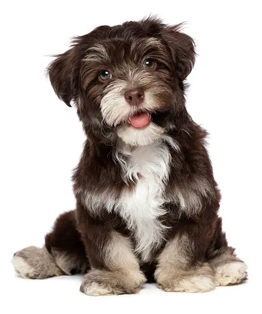 A beautiful smiling dark chocolate havanese puppy dog is sitting, isolated on white background