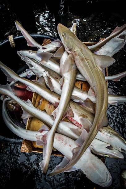 istock Fresh fish for sale at La Pescheria. 1576016235