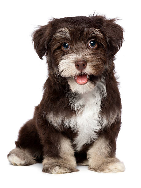 istock Sitting Havanese puppy with chocolate and white hair 157601700