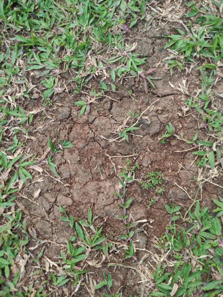 istock Dry and cracked land in regional parks 1576017072