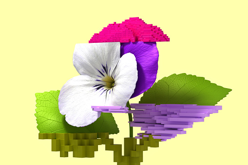 3d glitch of flower viola. NFT concept. 3d illustration.