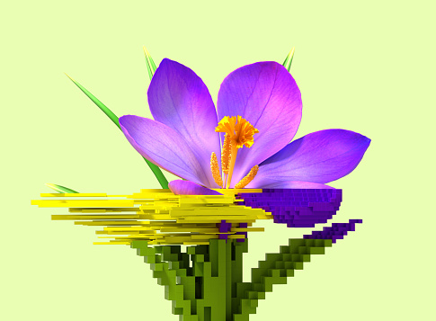 3d glitch of flower crocus. NFT concept. 3d illustration.