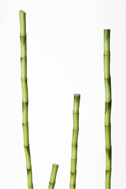 istock Green branches of bamboo plant on white background. 1576017242