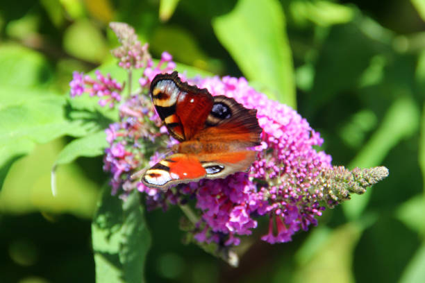 istock Peacock butterfly on a butterfly bush (Buddleja) flowers 1576017294