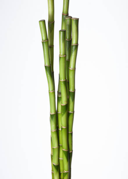istock Green branches of bamboo plant on white background. 1576017522