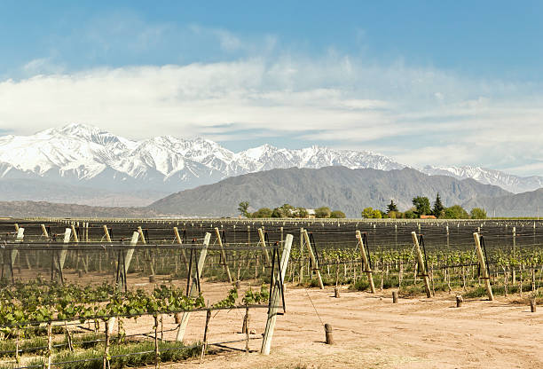 vignoble au printemps - snowcapped mountain mountain range snow photos et images de collection