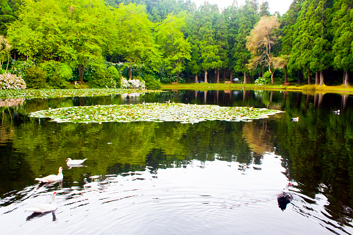 Lagoa das Patas, Terceira  island, Azores Portugal. Water lily, forest and ducks.