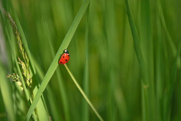 テントウムシ - ladybug insect leaf beetle ストックフォトと画像