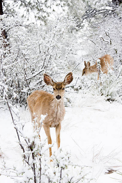 istock Colorado Mule Deer in Rocky Mountain Wintertime Snow 157602026