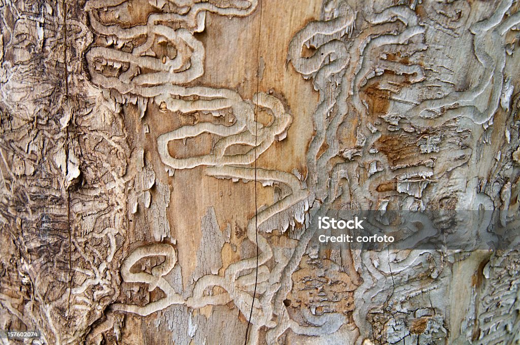 Emerald Ash Borer Traces on a Dead Tree Trunk Traces of the emerald ash borer on the trunk of a dead ash in Michigan - like the death sentence for the tree, written under the bark; the emerald ash borer (Agrilus planipennis or Agrilus marcopoli) is a non-native invasive insect from Asia; the green beetle, accidentally introduced by overseas shipping containers into the USA, spread from Michigan through the Midwest and threatens to kill most of the ash trees in North America; shallow DOF Ash Tree Stock Photo