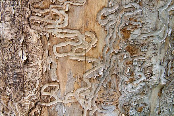 Emerald Ash Borer Traces on a Dead Tree Trunk Traces of the emerald ash borer on the trunk of a dead ash in Michigan - like the death sentence for the tree, written under the bark; the emerald ash borer (Agrilus planipennis or Agrilus marcopoli) is a non-native invasive insect from Asia; the green beetle, accidentally introduced by overseas shipping containers into the USA, spread from Michigan through the Midwest and threatens to kill most of the ash trees in North America; shallow DOF ash tree photos stock pictures, royalty-free photos & images