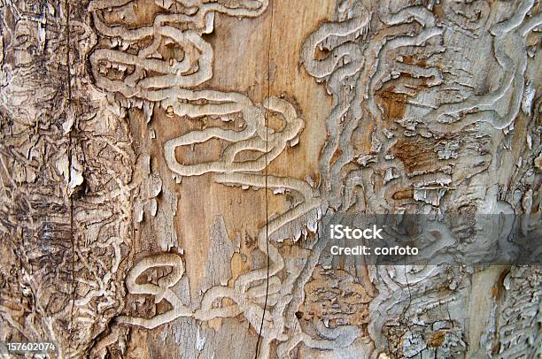 Emerald Ash Borer Traces On A Dead Tree Trunk Stock Photo - Download Image Now - Ash Tree, Introduced Species, Insect
