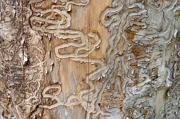 Photo of Emerald Ash Borer Traces on a Dead Tree Trunk