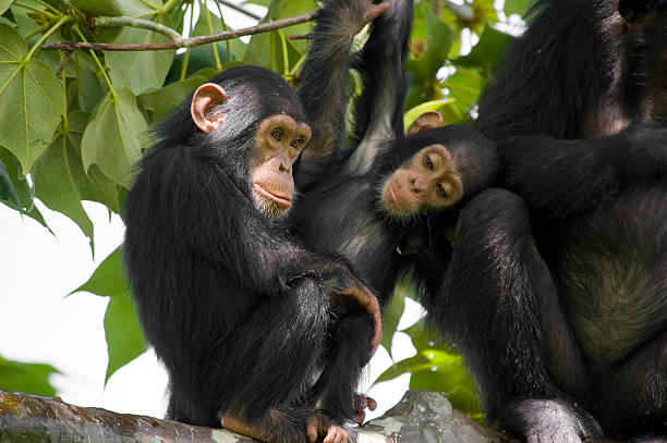 Wildlife shot - chimpanzee family on a tree, Gombe/Tanzania A family of "Chimps" (Common Chimpanzee, Pan troglodytes) is sitting on a tree. SHOT IN WILDLIFE in Gombe Stream National Park in Western Tanzania.  chimpanzee photos stock pictures, royalty-free photos & images