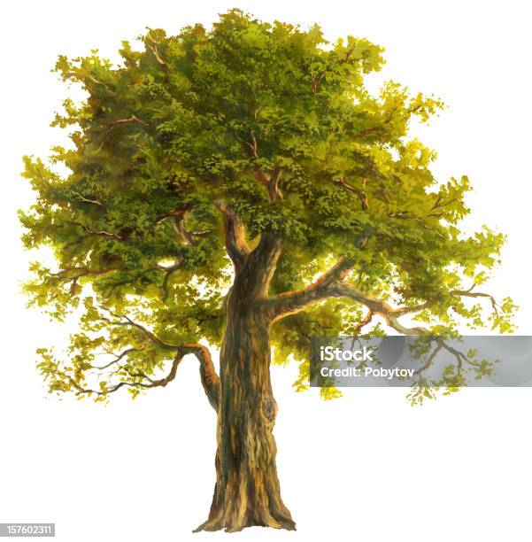 Vetores de Oak e mais imagens de Tronco de árvore - Tronco de árvore, Carvalho - Árvore de folha caduca, Árvore