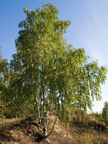 Autumn. Birch (Betula pendula).