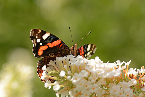 A single Tiger swallowtail butterfly gathers pollen from a milkweed in Oklahoma with a defocused background.