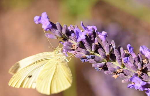 Summer day in a garden: Single white Pieris rapae butterfly hanging on a lavender plant.