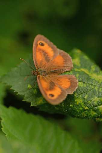 Summer day on a field: single hedge brown / gatekeeper  (Pyronia tithonus ) butterfly on top of a leaf. Green background. Pyronia tithonus in the subfamily of Satyrinae
