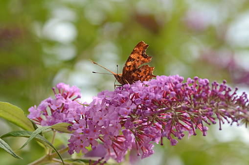 Summer day in a Garden: single comma butterfly on top of a blooming  purple lilace  flower head.