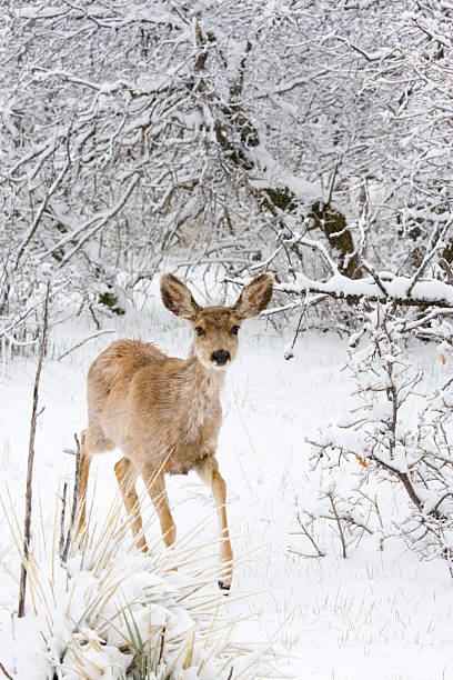 istock Colorado Mule Deer in Rocky Mountain Wintertime Snow 157602560