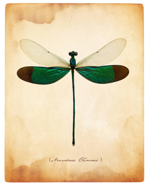 dragonfly (neurobaiss chinensis) taxidermy insect male over a piece of grunge sepia paper with textures overlay