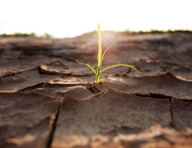 tirer la croissance au parched terre. - dried plant photos et images de collection