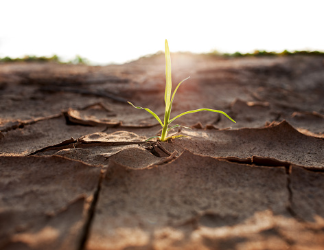A shoot struggles to grow through cracks in dry baked scorched earth. Very shallow depth of field. Good copy space.