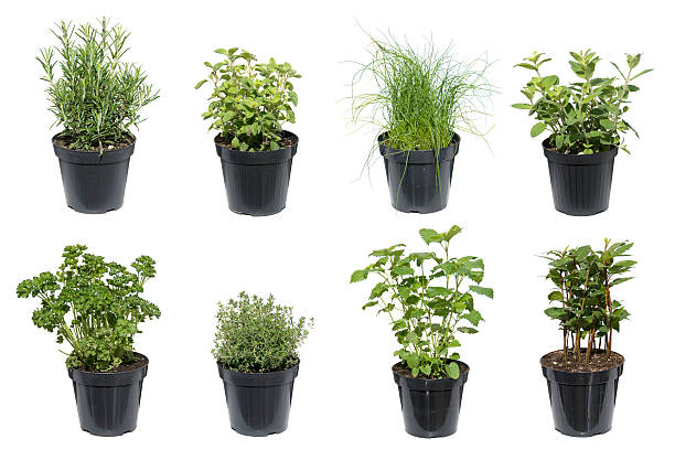 verde plantas aromáticas isolado a branco - parsley garnish isolated herb imagens e fotografias de stock