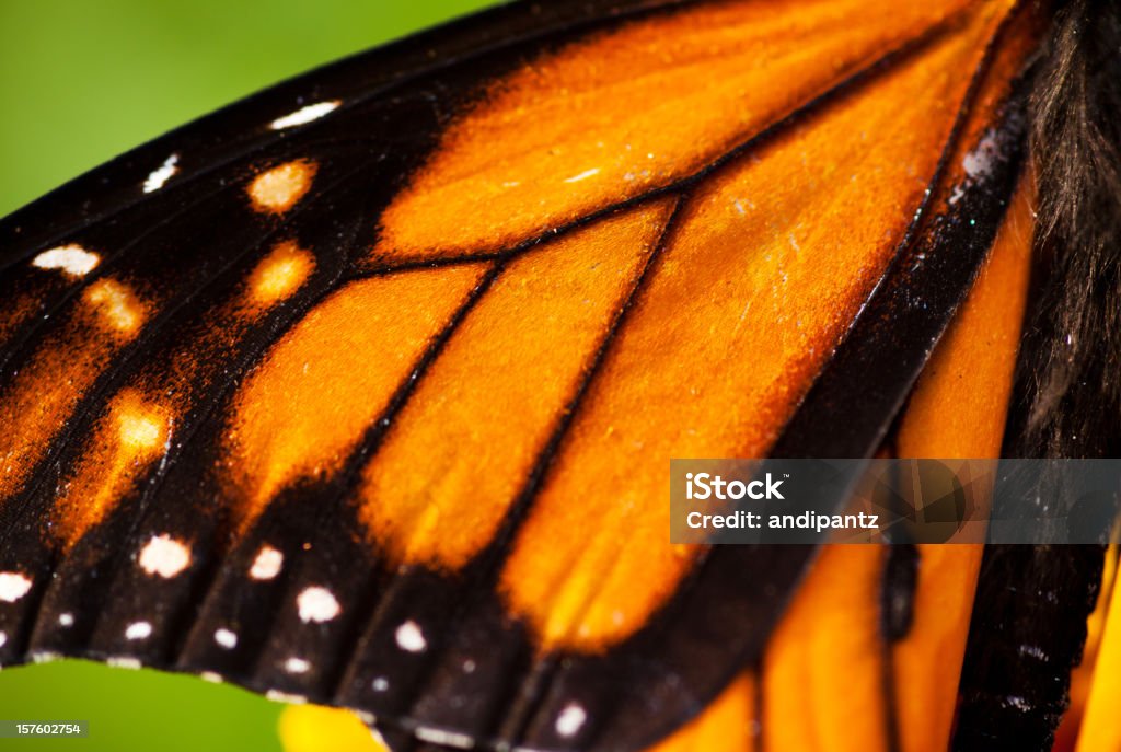 Monarch Butterfly wing - Zbiór zdjęć royalty-free (Motyl)