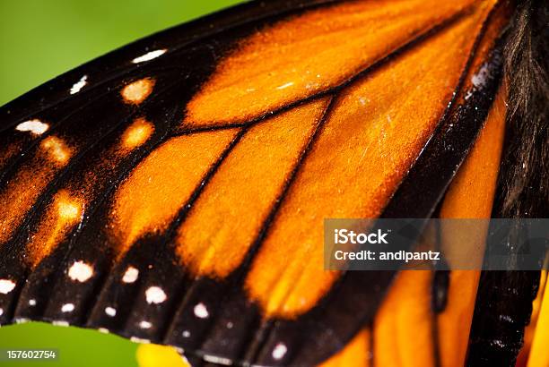 Monarch Butterfly Wing - zdjęcia stockowe i więcej obrazów Motyl - Motyl, Skrzydło zwierzęcia, Monarcha