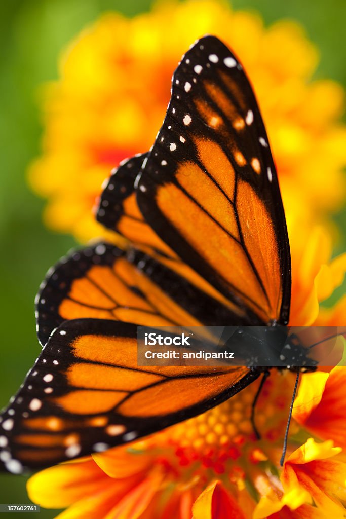 Papillon monarque - Photo de Orange - Couleur libre de droits