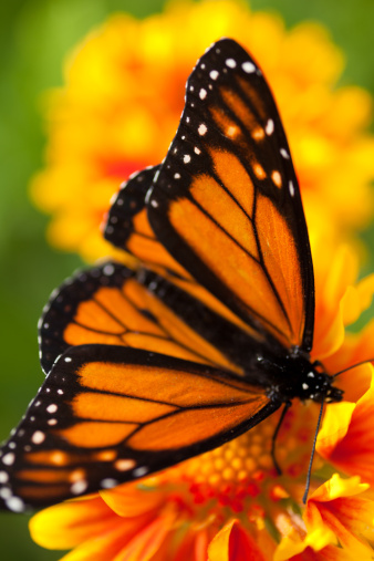 Monarch Butterfly Stock Photo - Download Image Now - Butterfly - Insect ...