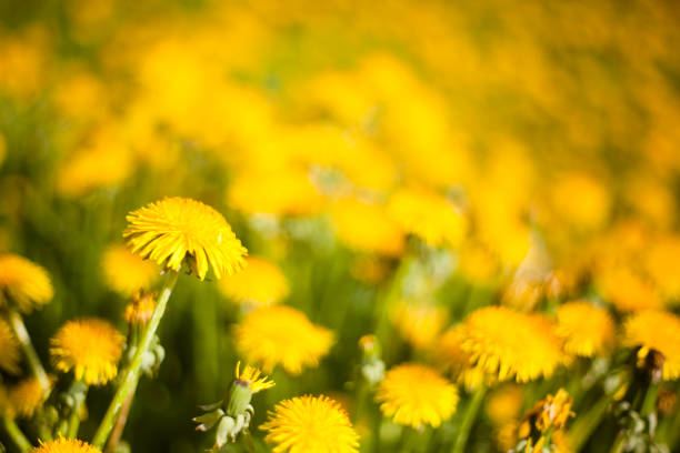 meadow of yellow dandelions.