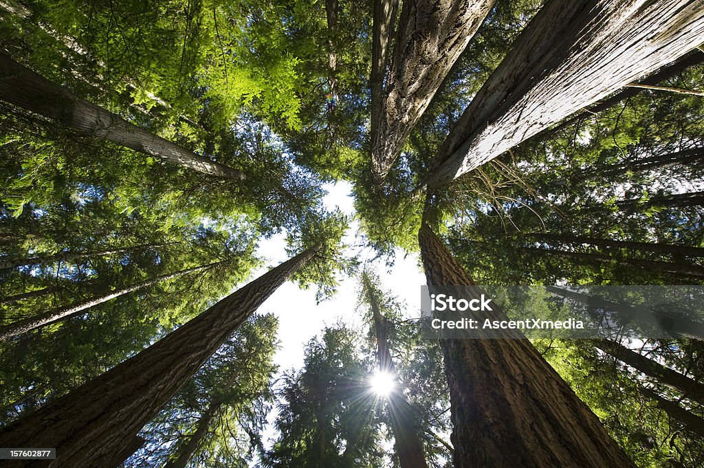 Coastal Temperate Rain Forest Coastal Temperate Rain Forest in British Columbia Canada Tree Stock Photo