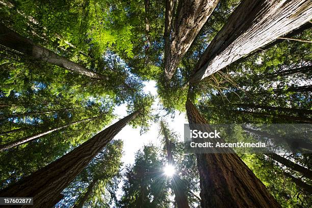 Coastal Temperate Rain Forest Stock Photo - Download Image Now - Tree, Forest, Origins