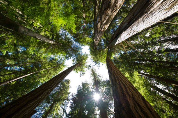 nadbrzeżne lasy strefy umiarkowanej rain forest - treetop forest tree green zdjęcia i obrazy z banku zdjęć