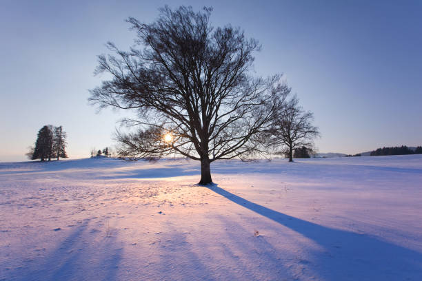 a wintry landscape