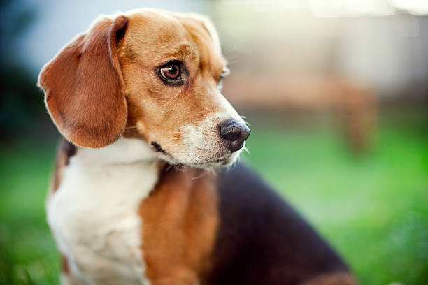 A beautiful hound dog sits on a green grass lawn,  with sunlight backlighting her head.  Horizontal with copy space;  selective focus with very shallow depth of field.