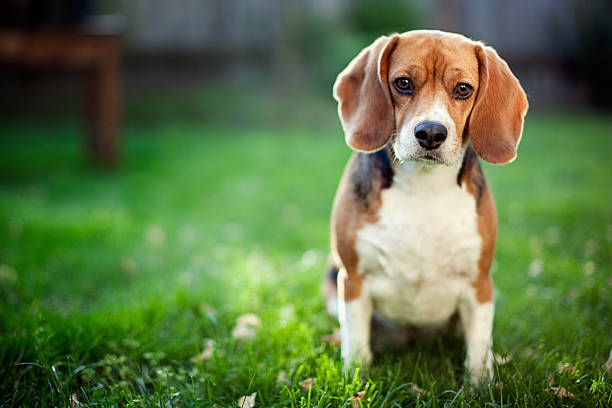 süße beagle im park - female animal stock-fotos und bilder