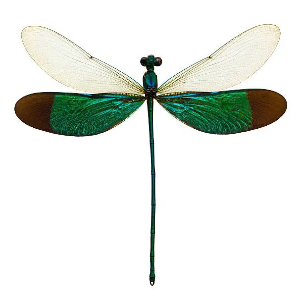 Photo of male dragonfly taxidermy