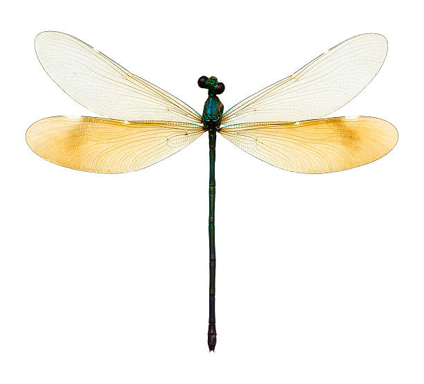 istock female dragonfly taxidermy 157603027