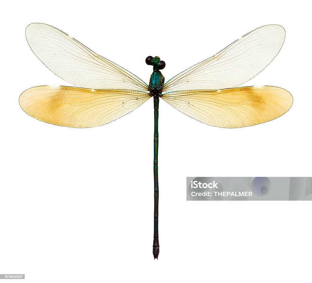 Feminino dragonfly Taxiodermia - Foto de stock de Figura para recortar royalty-free
