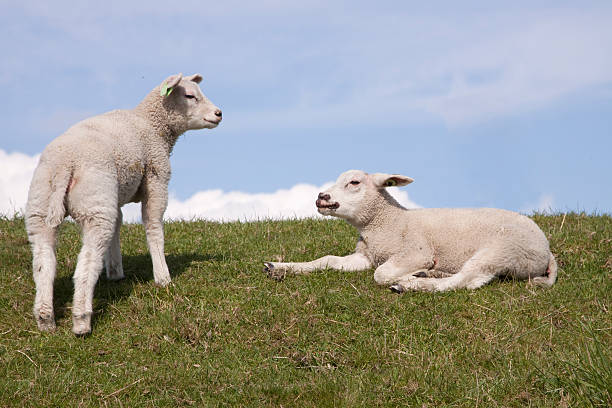 istock Young sheep lamb on dyke in Holland 157603034