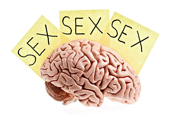 남성 뇌. - sex object 뉴스 사진 이미지