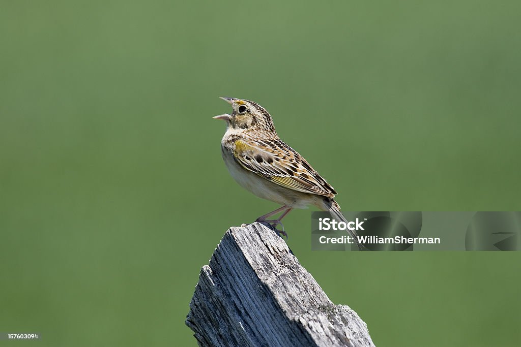 Grasshopper Sparrow (Ammodramus savannarum) Singing From a Fencepost A closeup of a colorful Grasshopper Sparrow (Ammodramus savannarum) singing from a wooden fence post against a muted green background.  Plenty of copy space. Sparrow Stock Photo